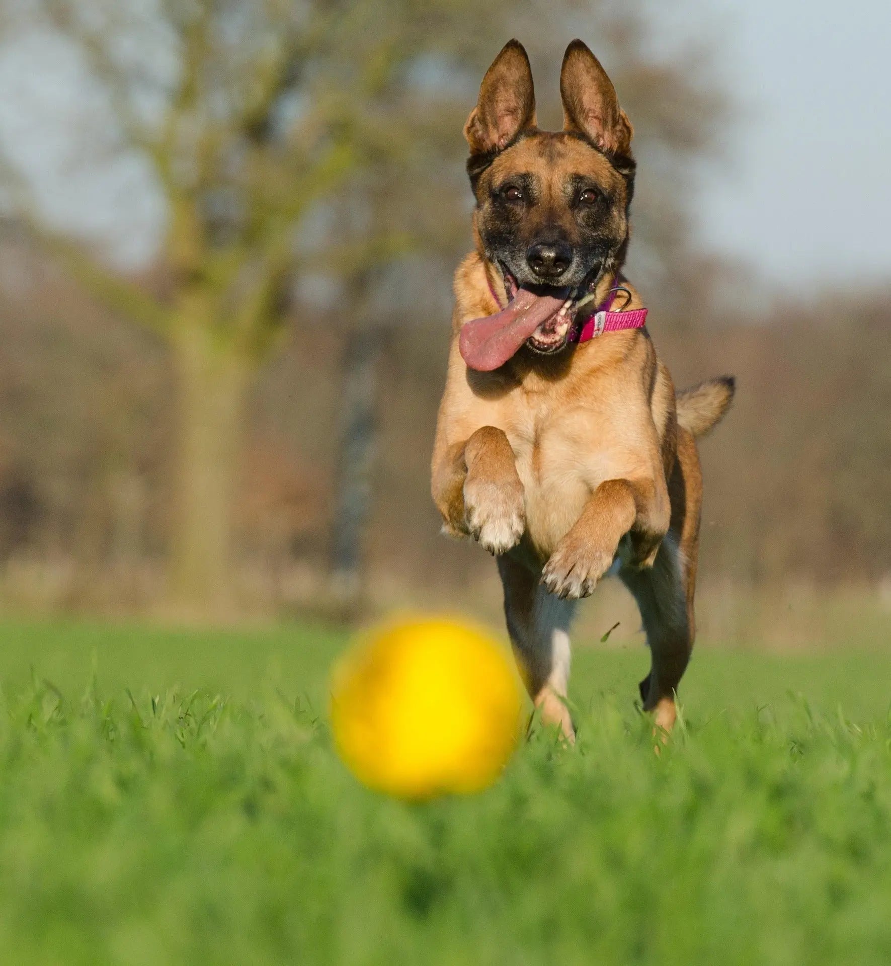 Chien HappyPets