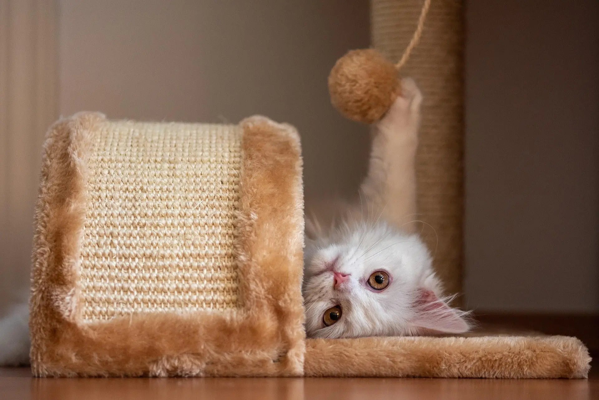 Chat HappyPets