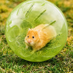 Boule d’Exercice pour petits rongeurs